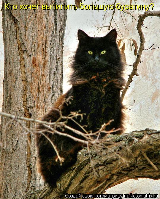 Котоматрица: Кто хочет выпилить большую буратину?