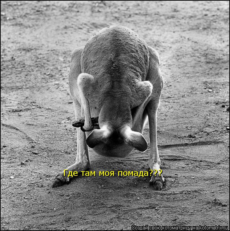 Где там моя помада???... Котоматрица: Где там моя помада???