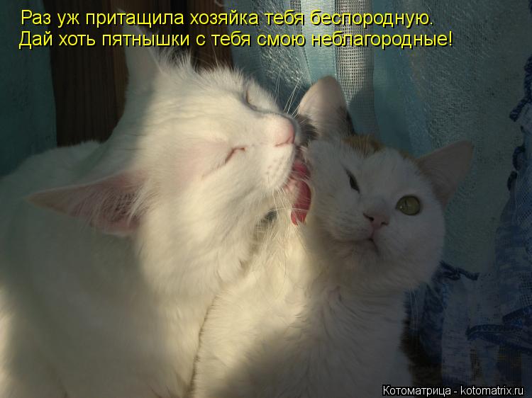 Котоматрица: Раз уж притащила хозяйка тебя беспородную.  Раз уж притащила хозяйка тебя беспородную.  Дай хоть пятнышки с тебя смою неблагородные! Дай хот