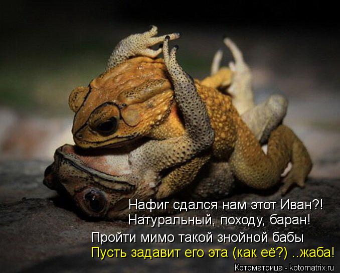 Котоматрица: Пусть задавит его эта (как её?) ..жаба! Нафиг сдался нам этот Иван?! Натуральный, походу, баран! Пройти мимо такой знойной бабы