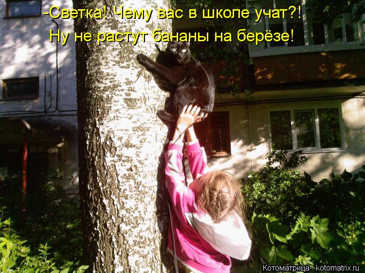 Котоматрица: -Светка! Чему вас в школе учат?! Ну не растут бананы на берёзе!