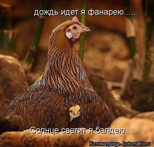 Котоматрица: дождь идет я фанарею..... Солнце светит я балдею......