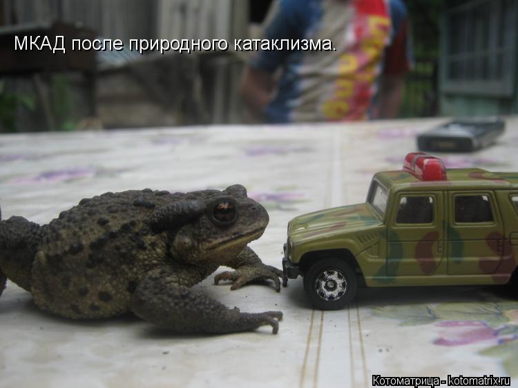 Котоматрица: МКАД после природного катаклизма.