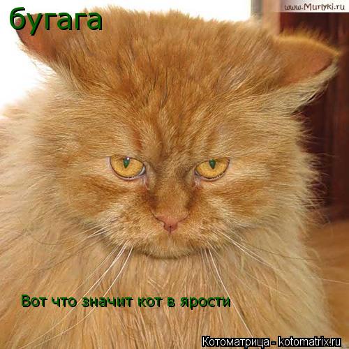 Котоматрица: бугага  Вот что значит кот в ярости