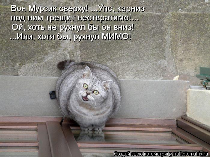 Вон Мурзик сверху! ...Упс, карниз под ним трещит неотвратимо!... Ой, хоть не рухнул бы он вниз! ...И... Котоматрица: Вон Мурзик сверху! ...Упс, карниз под ним трещит неотвратимо!... Ой, хоть не рухнул бы он вниз! ...Или, хотя бы, рухнул МИМО!