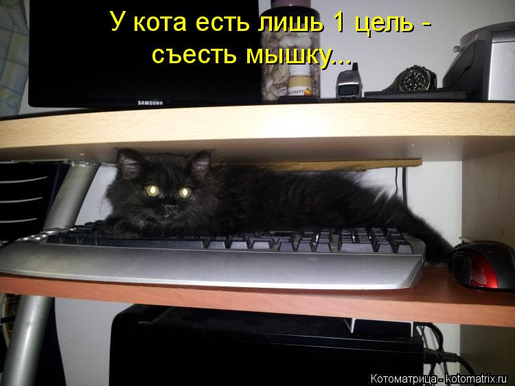 Котоматрица: съесть мышку... У кота есть лишь 1 цель -