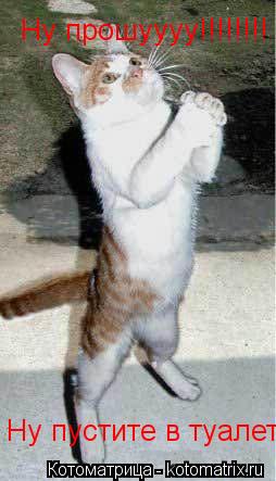 Ну прошуууу!!!!!!!! Ну пустите в туалет... Котоматрица: Ну прошуууу!!!!!!!! Ну пустите в туалет