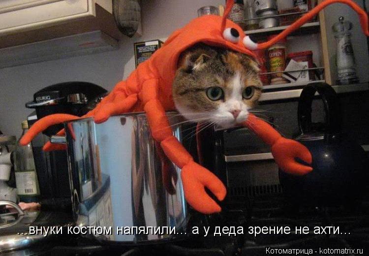 Котоматрица: ...внуки костюм напялили... а у деда зрение не ахти...