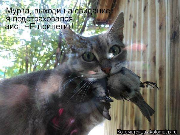 Котоматрица: Мурка, выходи на свидание, я подстраховался, аист НЕ прилетит!