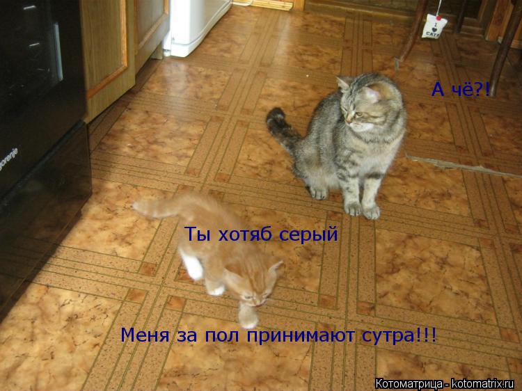 Котоматрица: Ты хотяб серый А чё?! Меня за пол принимают сутра!!!