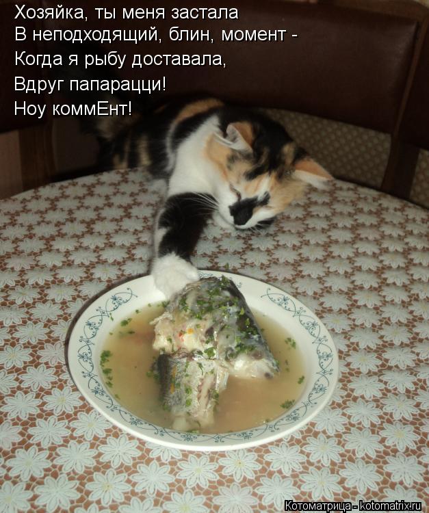 Котоматрица: Хозяйка, ты меня застала В неподходящий, блин, момент - Когда я рыбу доставала,  Вдруг папарацци!  Ноу коммЕнт!