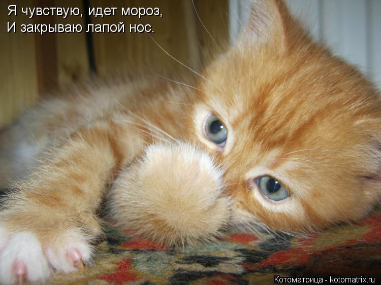 Котоматрица: Я чувствую, идет мороз, И закрываю лапой нос.