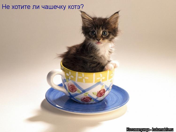 Котоматрица: Не хотите ли чашечку котэ?