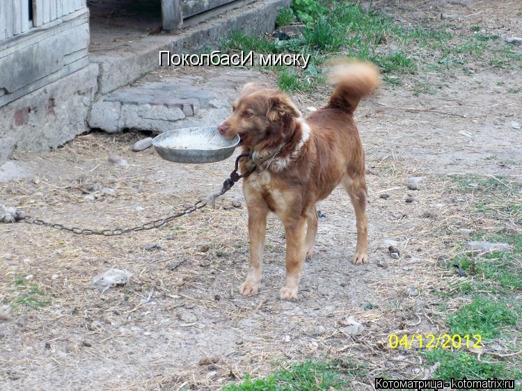 Котоматрица: ПоколбасИ миску