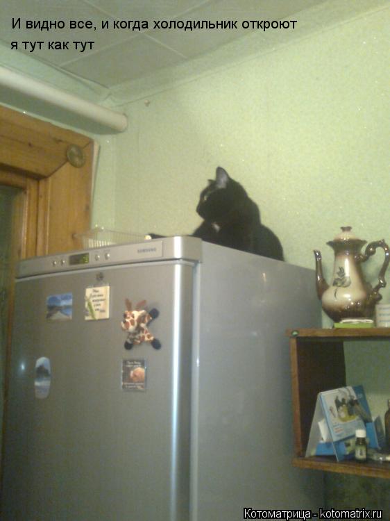 Котоматрица: И видно все, и когда холодильник откроют  я тут как тут
