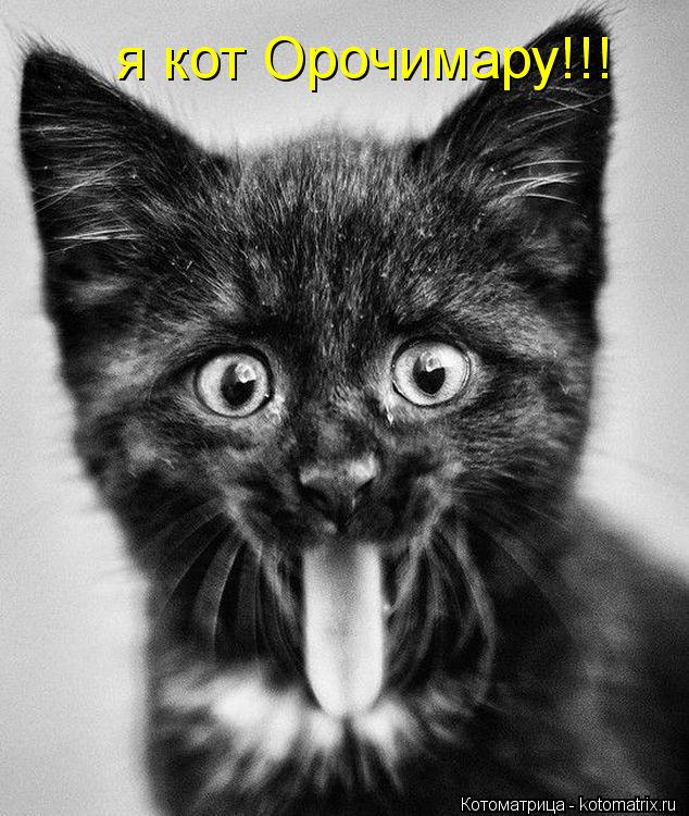 Котоматрица: я кот Орочимару!!!