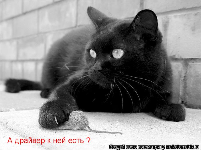 А драйвер к ней есть ?... Котоматрица: А драйвер к ней есть ?