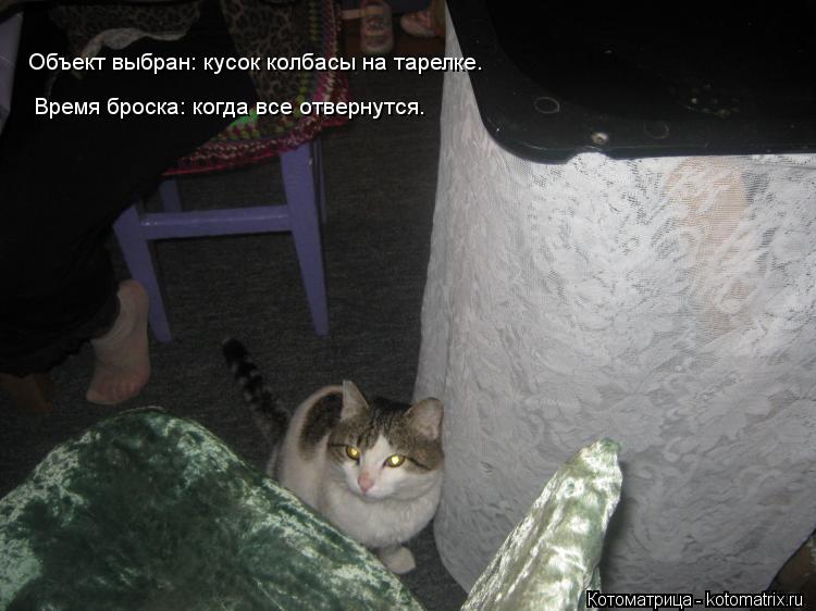 Котоматрица: Объект выбран: кусок колбасы на тарелке. Время броска: когда все отвернутся.