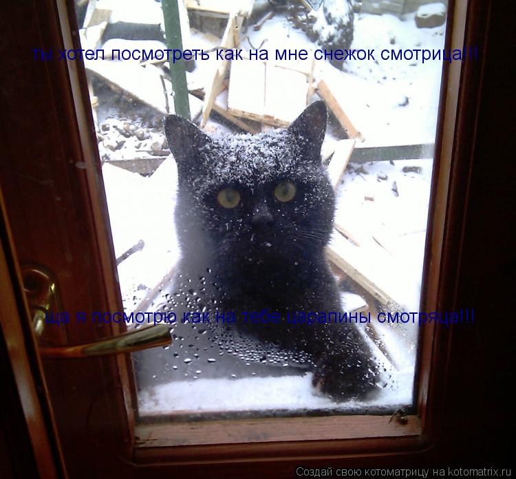 Котоматрица: ты хотел посмотреть как на мне снежок смотрица!!! ща я посмотрю как на тебе царапины смотряца!!!