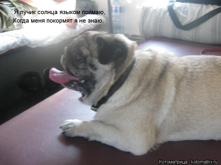 Котоматрица: Я лучик солнца языком поймаю, Когда меня покормят я не знаю.