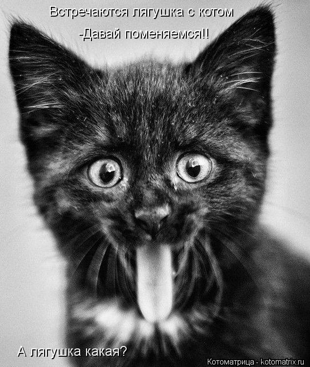 Котоматрица: Встречаются лягушка с котом -Давай поменяемся!!  А лягушка какая?