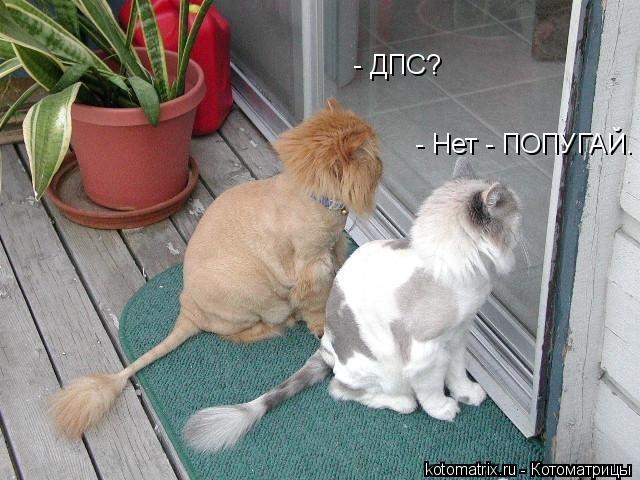 Котоматрица: - ДПС? - Нет - ПОПУГАЙ.