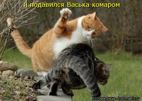 и подавился Васька комаром... Котоматрица: и подавился Васька комаром