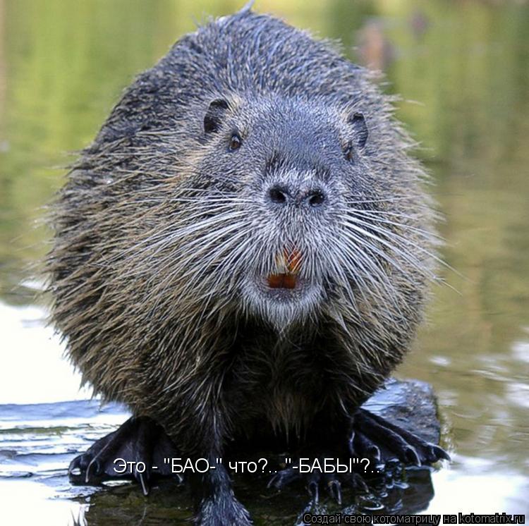 Котоматрица: Это - "БАО-" что?.. "-БАБЫ"?..