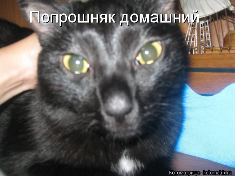 Попрошняк домашний... Котоматрица: Попрошняк домашний