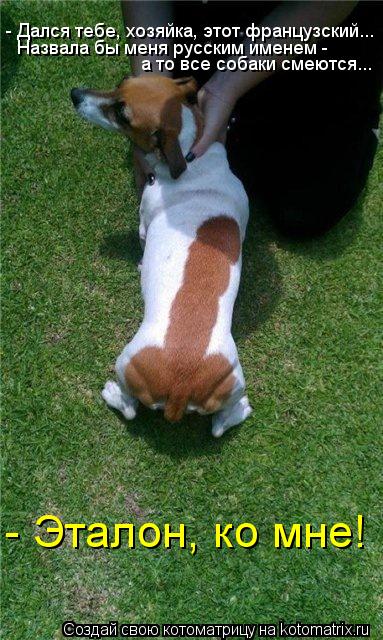 - Дался тебе, хозяйка, этот французский... а то все собаки смеются... - Эталон, ко мне! Назвала бы ме... Котоматрица: - Дался тебе, хозяйка, этот французский... а то все собаки смеются... - Эталон, ко мне! Назвала бы меня русским именем -