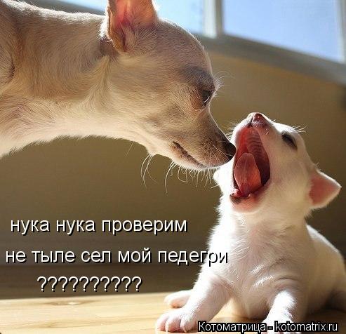 нука нука проверим не тыле сел мой педегри ??????????... Котоматрица: нука нука проверим не тыле сел мой педегри ??????????