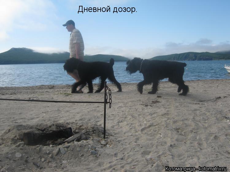 Котоматрица: Дневной дозор.