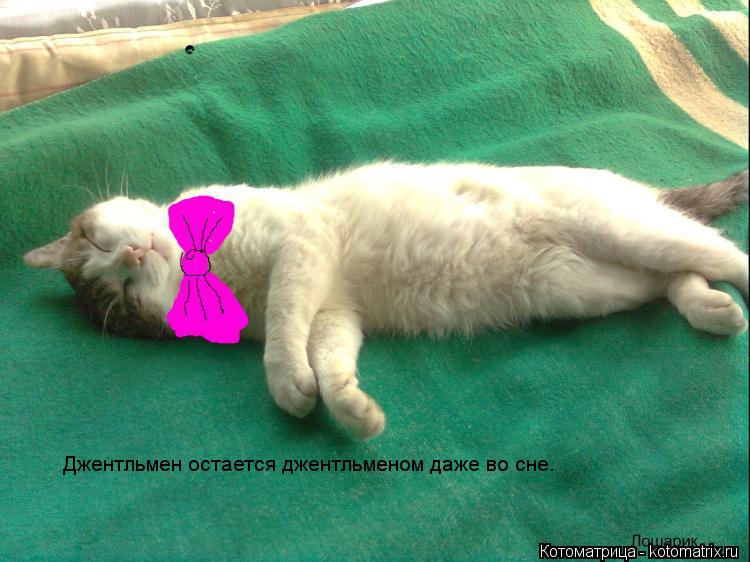Котоматрица: Джентльмен остается джентльменом даже во сне.