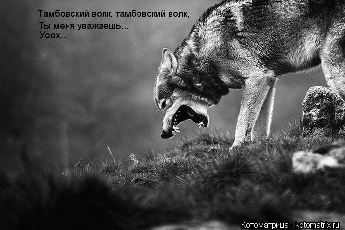 Тамбовский волк, тамбовский волк, Ты меня уважаешь... Уоох...... Котоматрица: Тамбовский волк, тамбовский волк, Ты меня уважаешь... Уоох...