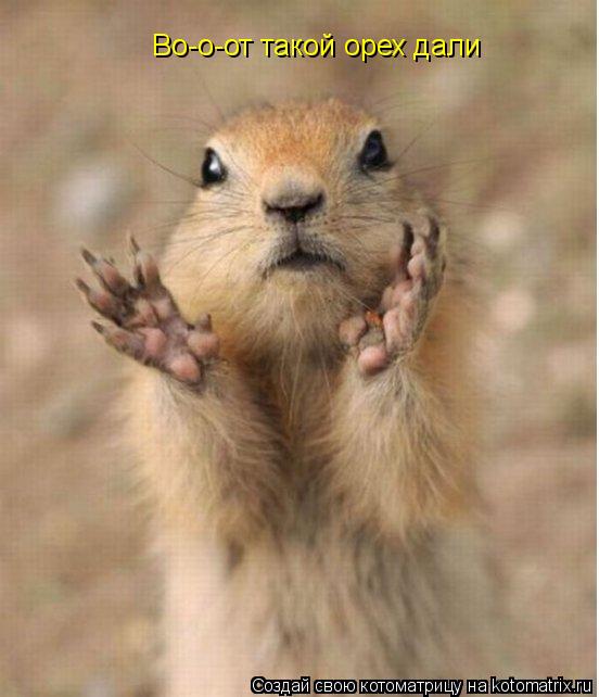 Во-о-от такой орех дали... Котоматрица: Во-о-от такой орех дали