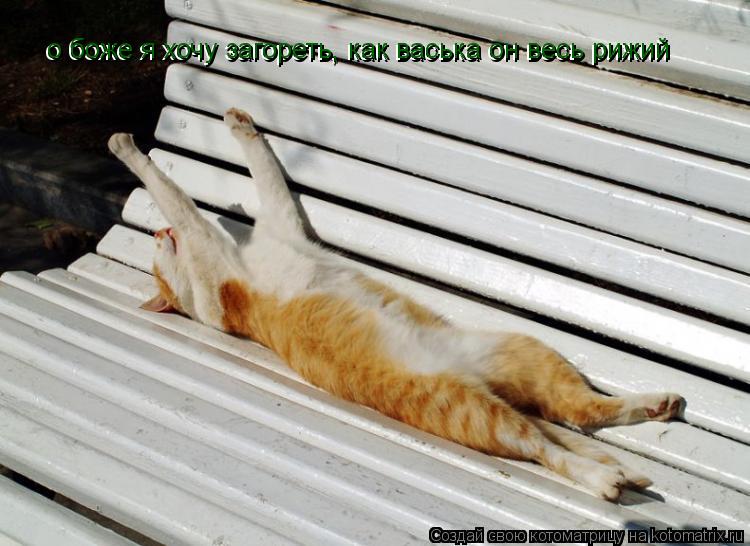Котоматрица: о боже я хочу загореть, как васька он весь рижий о боже я хочу загореть, как васька он весь рижий
