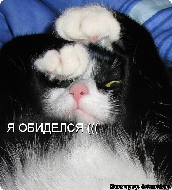 Я ОБИДЕЛСЯ (((... Котоматрица: Я ОБИДЕЛСЯ (((