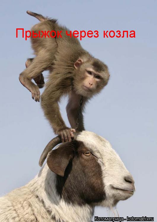 Котоматрица: Прыжок через козла