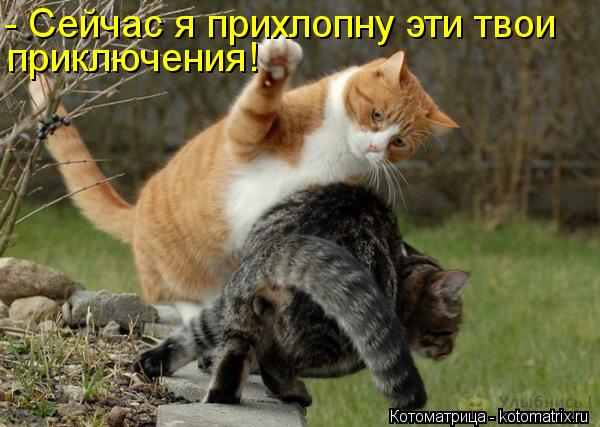 - Сейчас я прихлопну эти твои приключения!... Котоматрица: - Сейчас я прихлопну эти твои приключения!