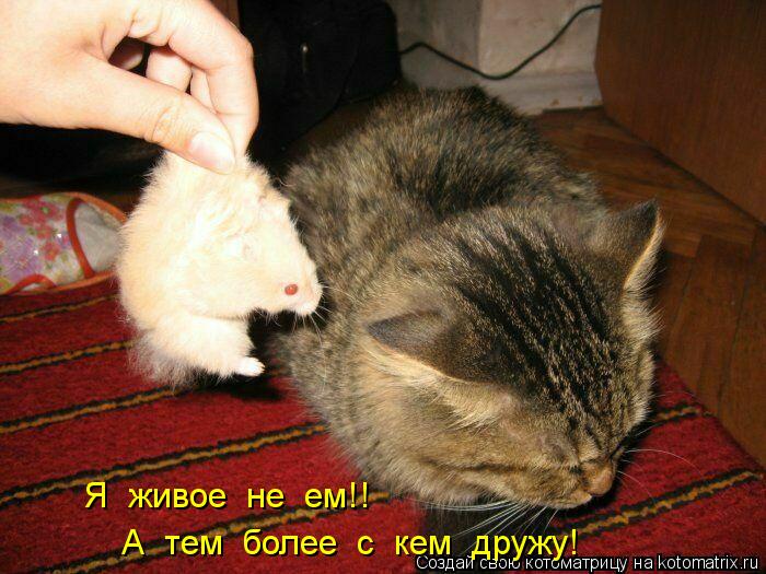 Котоматрица: Я  живое  не  ем!!    А  тем  более  с  кем  дружу!