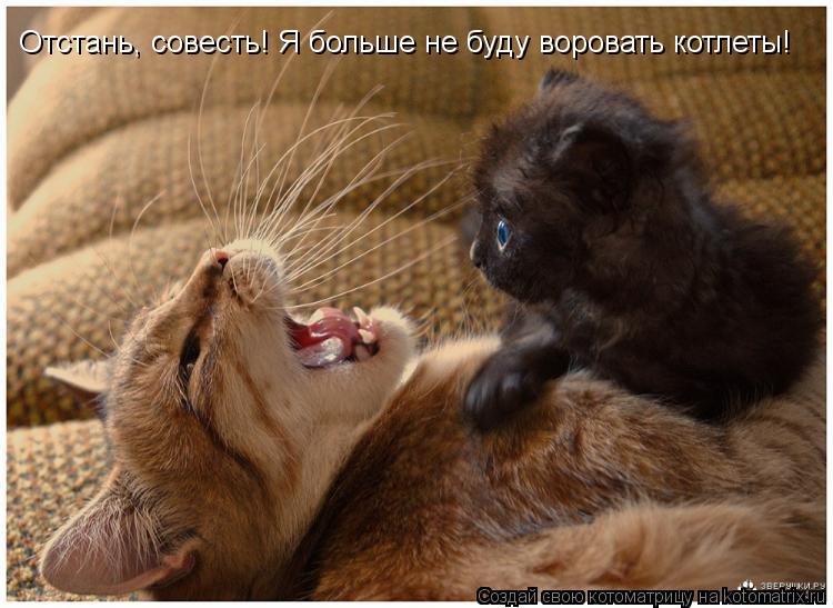 Котоматрица: Отстань, совесть! Я больше не буду воровать котлеты!