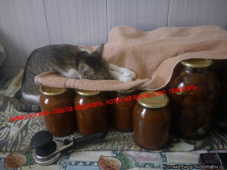 мама устала- пошла отдыхать, котик на кухне стал помогать... Котоматрица: мама устала- пошла отдыхать, котик на кухне стал помогать