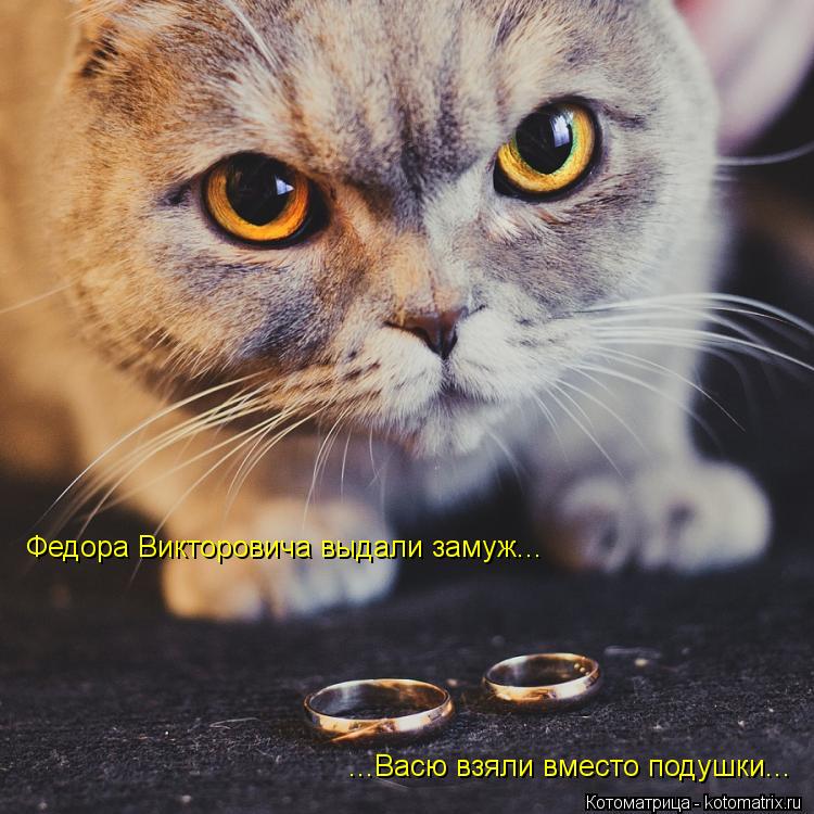 Котоматрица: Федора Викторовича выдали замуж... ...Васю взяли вместо подушки...