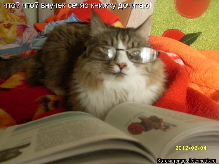 что? что? внучёк сечяс книжку дочитаю!... Котоматрица: что? что? внучёк сечяс книжку дочитаю!
