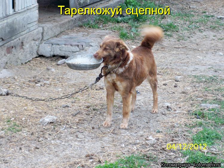 Котоматрица: Тарелкожуй сцепной