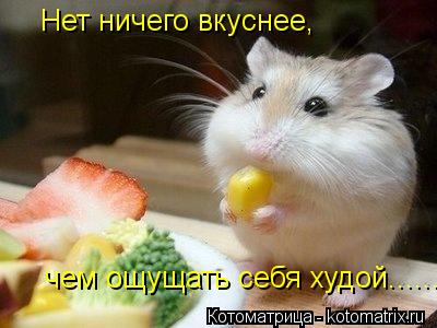 Котоматрица: Нет ничего вкуснее,  чем ощущать себя худой......