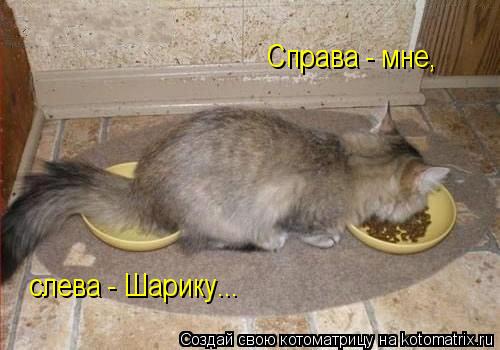 Справа - мне, слева - Шарику...... Котоматрица: Справа - мне, слева - Шарику...