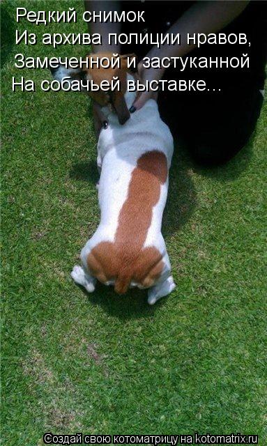 Котоматрица: Редкий снимок Из архива полиции нравов, Замеченной и застуканной На собачьей выставке...