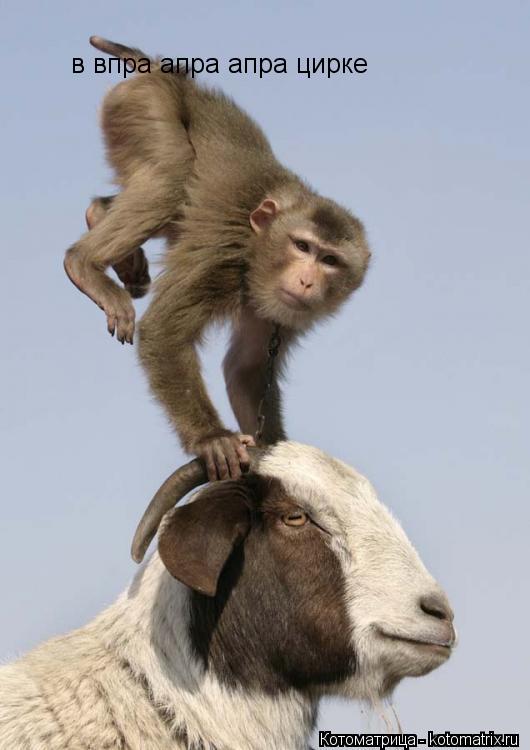 в впра апра апра цирке... Котоматрица: в впра апра апра цирке