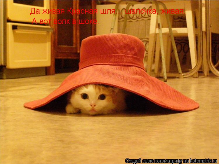 Да живая Красная шля... шапочка, живая. А вот волк в шоке.... Котоматрица: Да живая Красная шля... шапочка, живая. А вот волк в шоке.